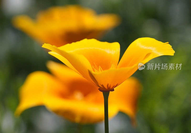 Eschscholzia californica花